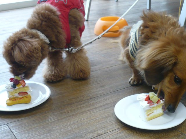 ドッグラン犬の森ポム併設カフェ 料理写真