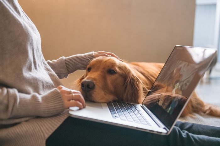 飼い主のPCに顎を乗せる犬