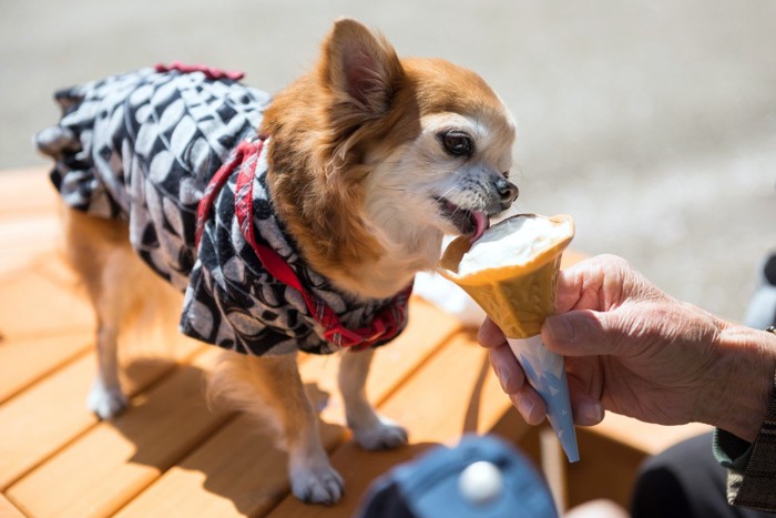 ソフトクリームを食べるチワワ