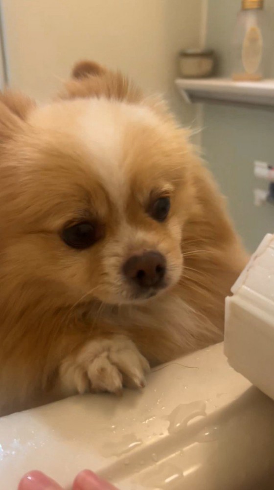 心配そうなお顔