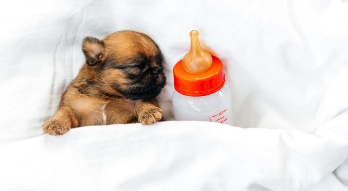 哺乳瓶の隣で眠っている子犬