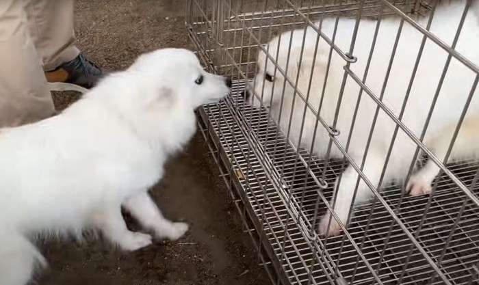 ケージ越しの犬