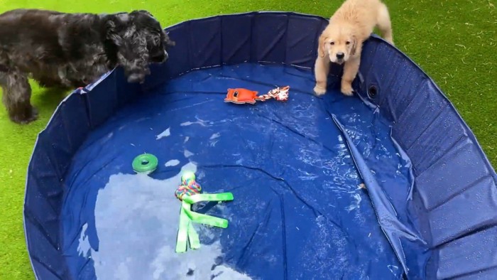 やっとプールに水がたまりました