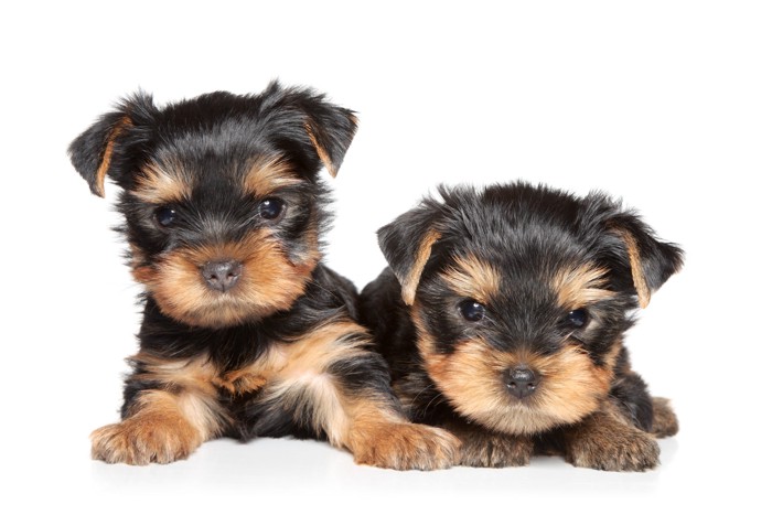 並んで伏せる2匹のヨークシャーテリアの子犬