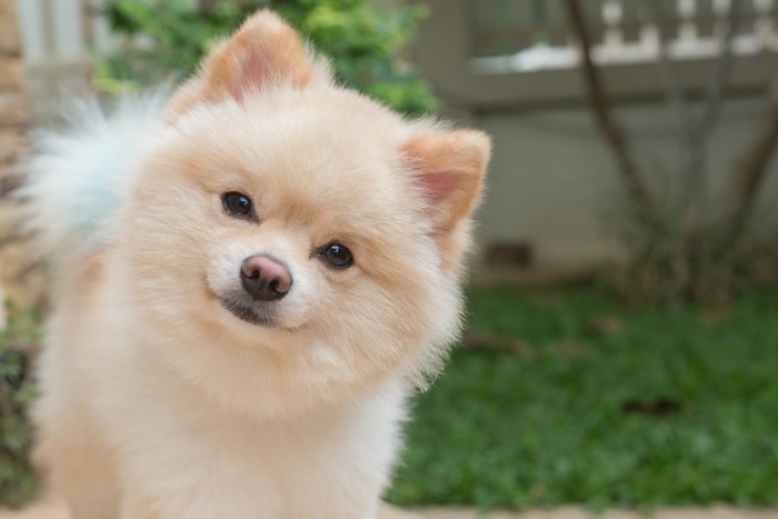 首を傾げている犬