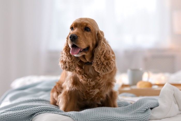 舌を出す茶色犬