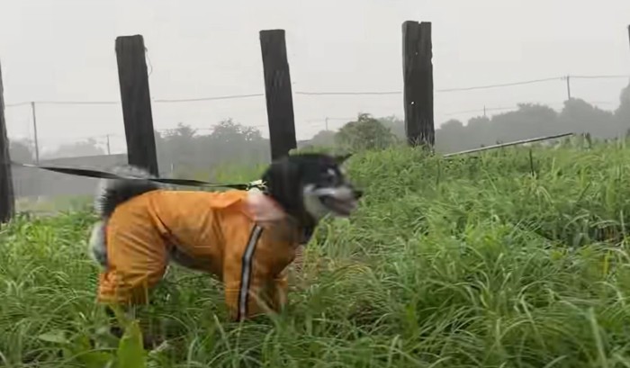 草むらの中に立つ柴犬