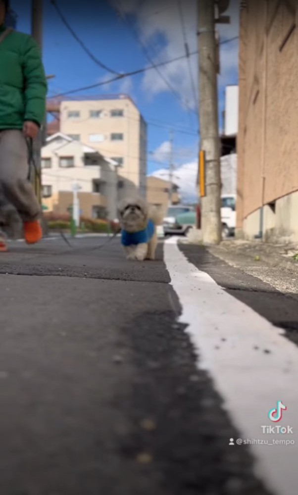 白線の左脇で顔を上げてカメラの方を見つめる犬