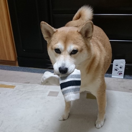 靴下をくわえた柴犬