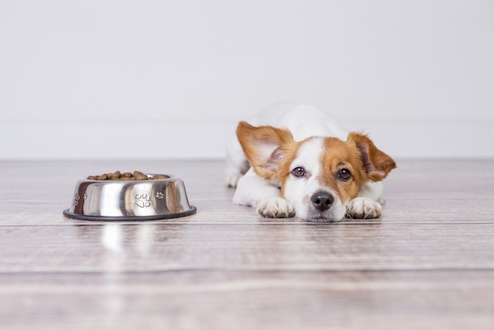 別のご飯を待つ犬