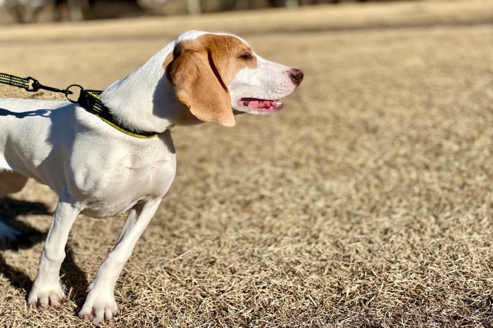 横を見る犬