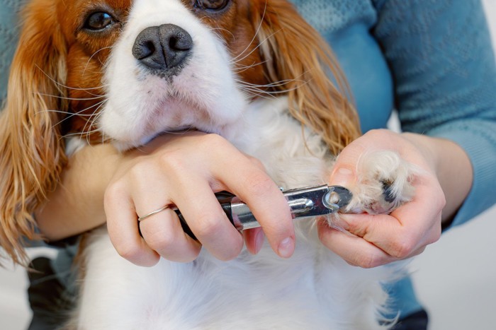 爪を切られている犬