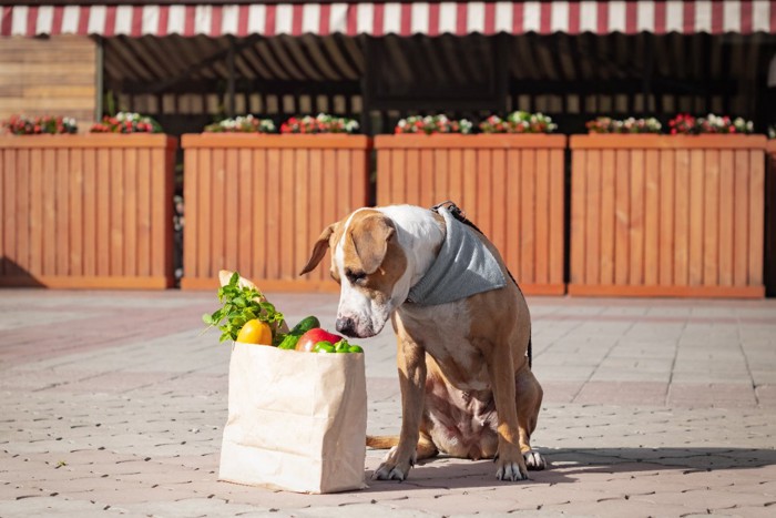 紙袋の中を覗く犬