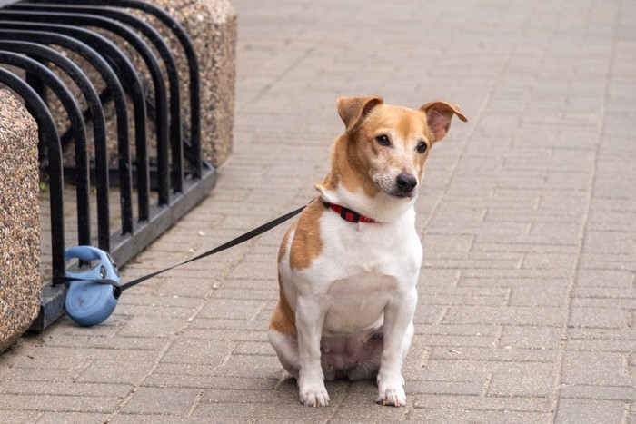 リードを繋がれ座って待つ垂れ耳の犬