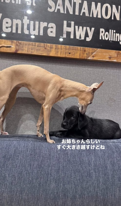 ソファの背もたれの上にいる子犬とイタグレ