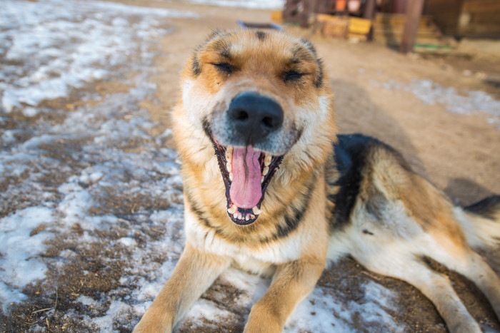 両目をつぶって大口を開けている犬