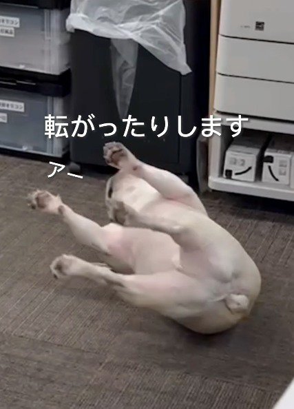 床に転がる犬