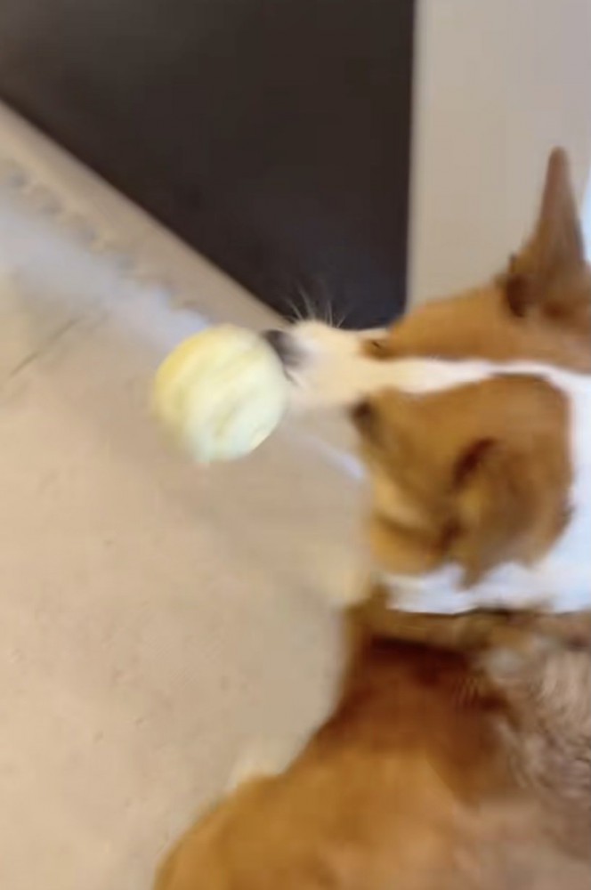 ボール遊び、再開！