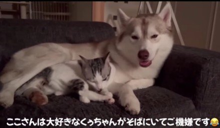 ソファの上で添い寝♡