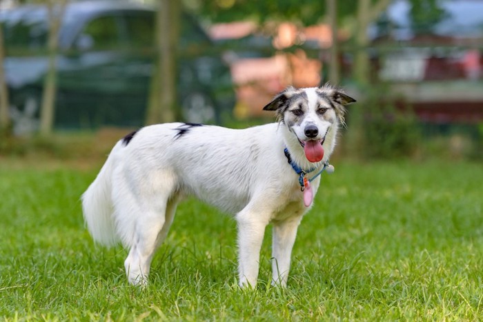 芝生の上に立って舌を出している犬