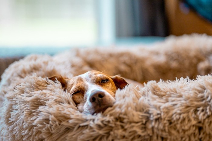 眠そうな犬