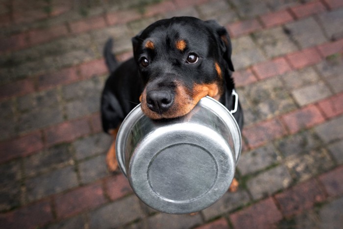 フードボウルを咥える犬