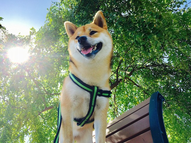 日差しを浴びる柴犬