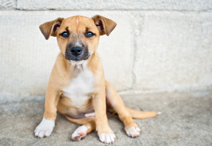 おすわりをする子犬