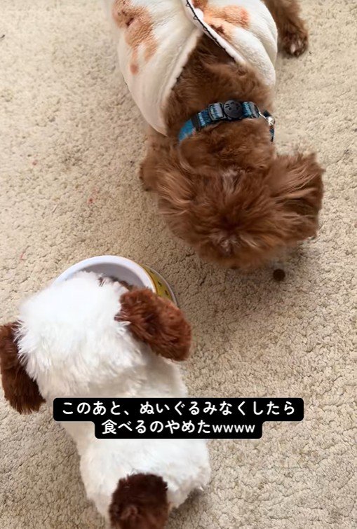 こあ君のご飯の横におもちゃを置いたら6