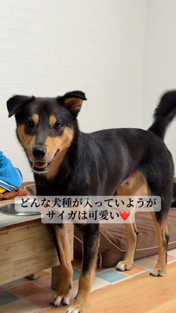 飼い主を見てしっぽを振る犬