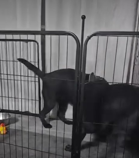 縄を取り合う犬5