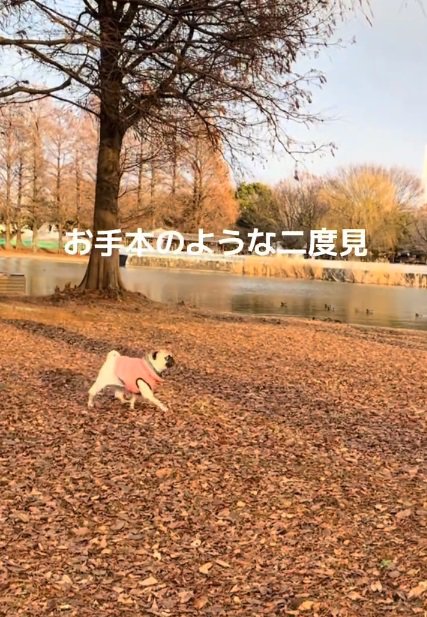 モデルのように歩く鱈ちゃん