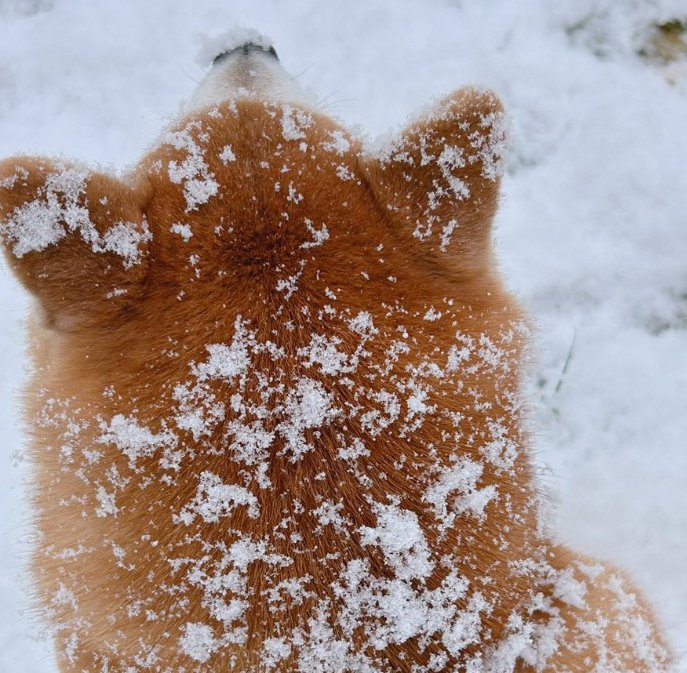 柴犬