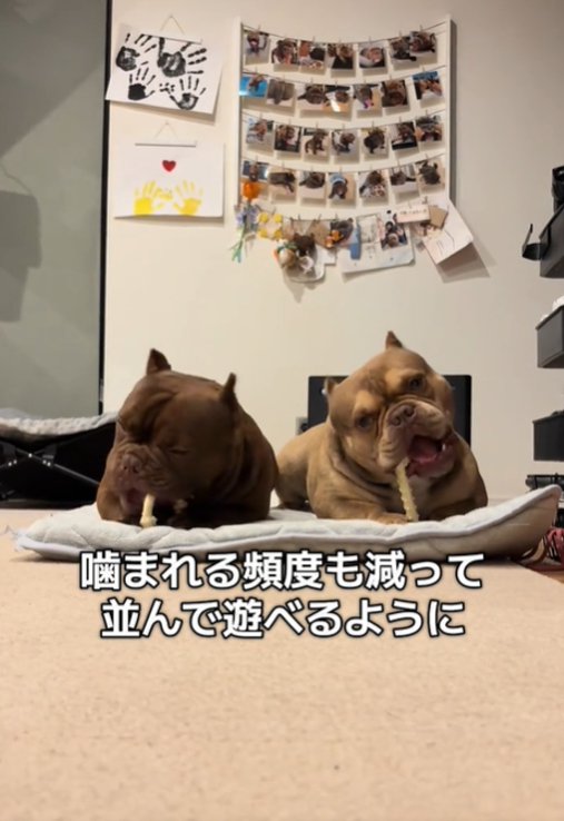 2匹の遊ぶ犬2