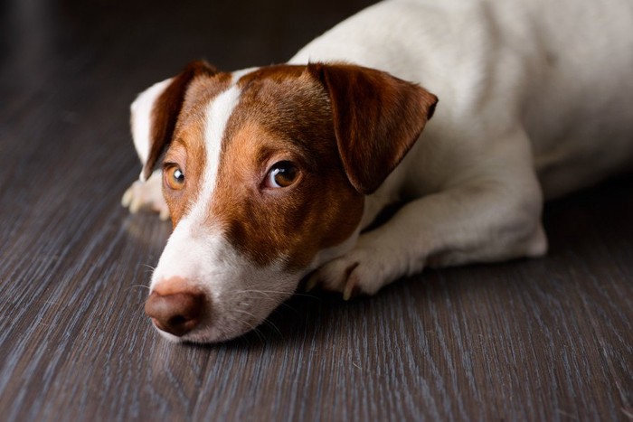 上目遣いの犬