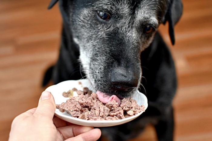 食べる黒い犬