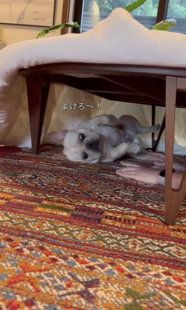 ころんっ