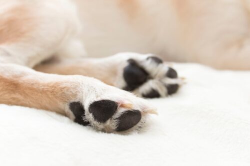 犬の足