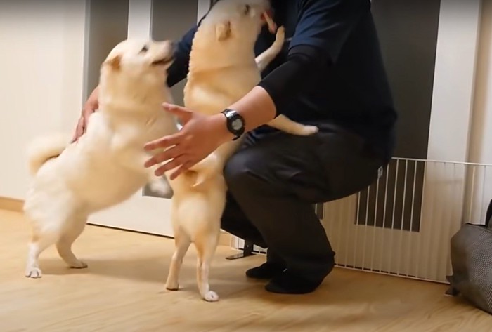 しゃがむ人に飛びつく犬達