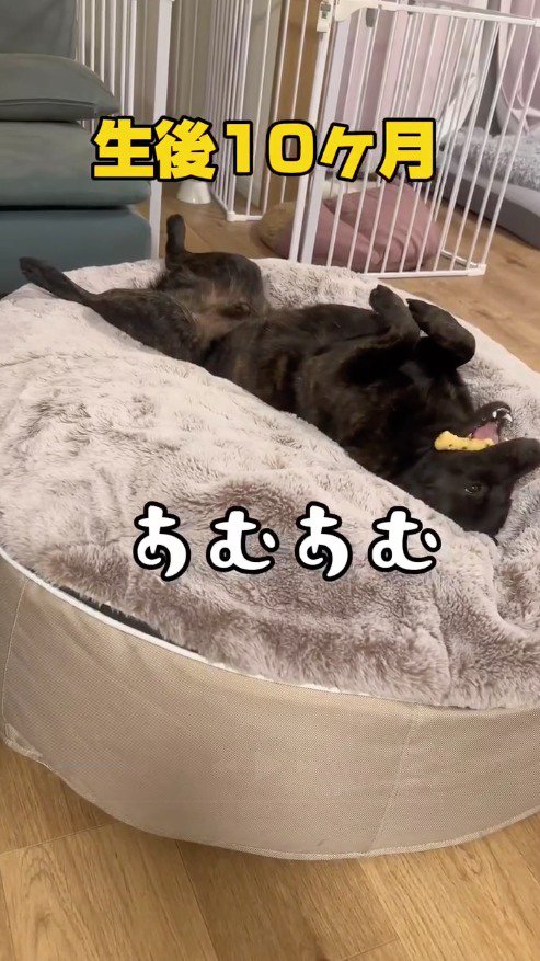 仰向けになっておもちゃをかじる犬