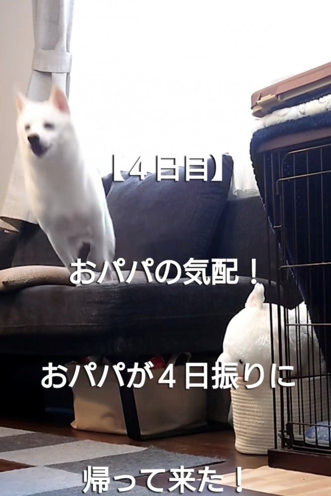 ソファから飛び降りる犬