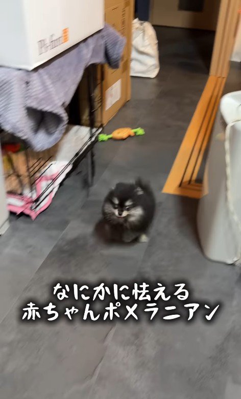 ボールを置いて戻ってきました