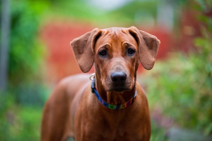 茶色い犬