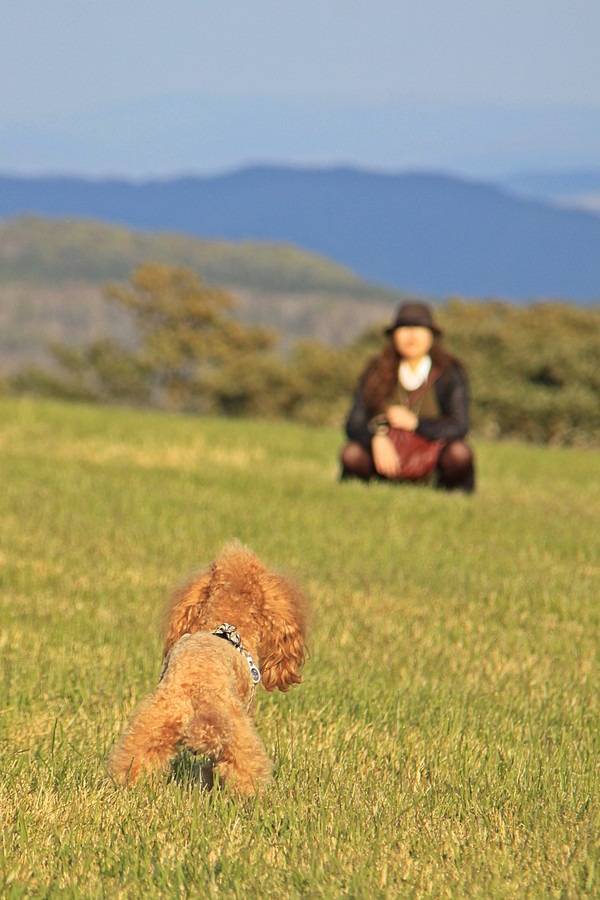 ノーリードで遊ぶ犬と飼い主