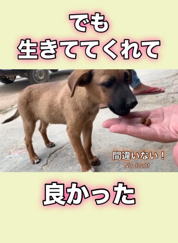 やっぱりあの子犬だ！