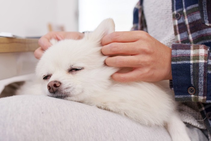 マッサージされて嬉しそうな犬