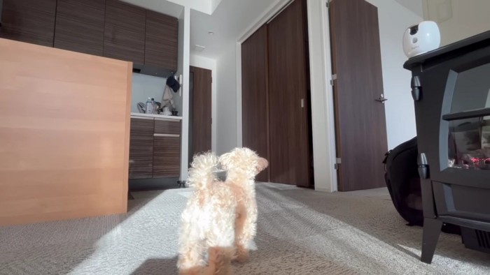 「帰ってきた！！」