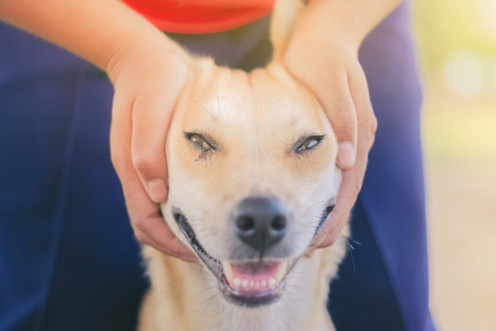 頭を手で挟まれている犬