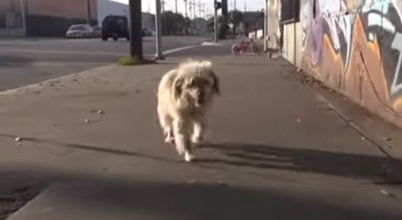 ついてくる犬