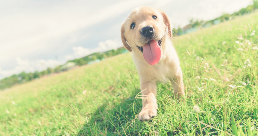 笑顔で芝生を歩くラブラドールの子犬